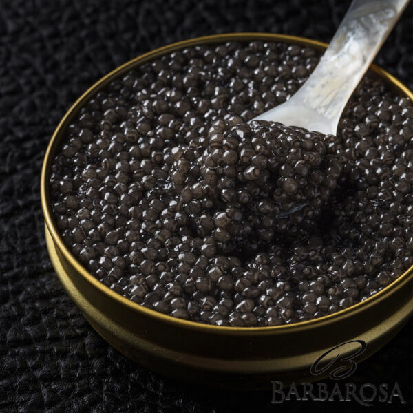 Caviar Beluga 50gr