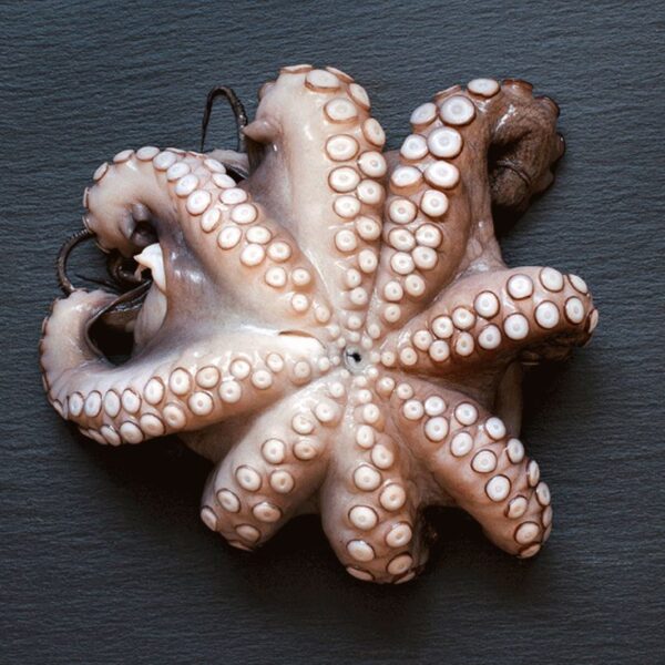 Caracatita Cruda 250 gr/buc