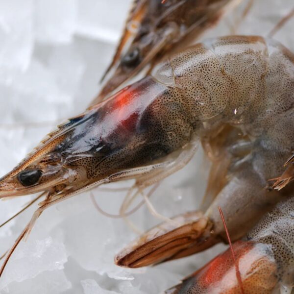 Creveti Maro Salbatici 16/20 1kg