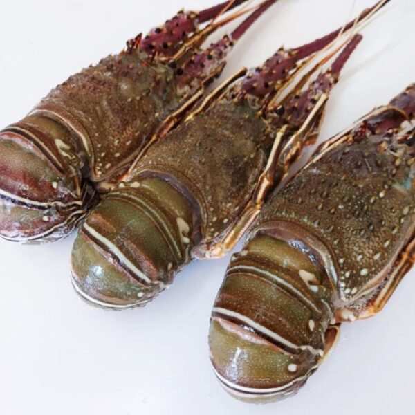 Langusta Royal Spinosa Rosie/Verde 600gr